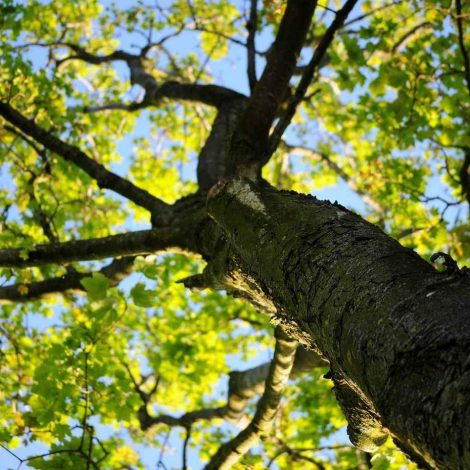 big tree background