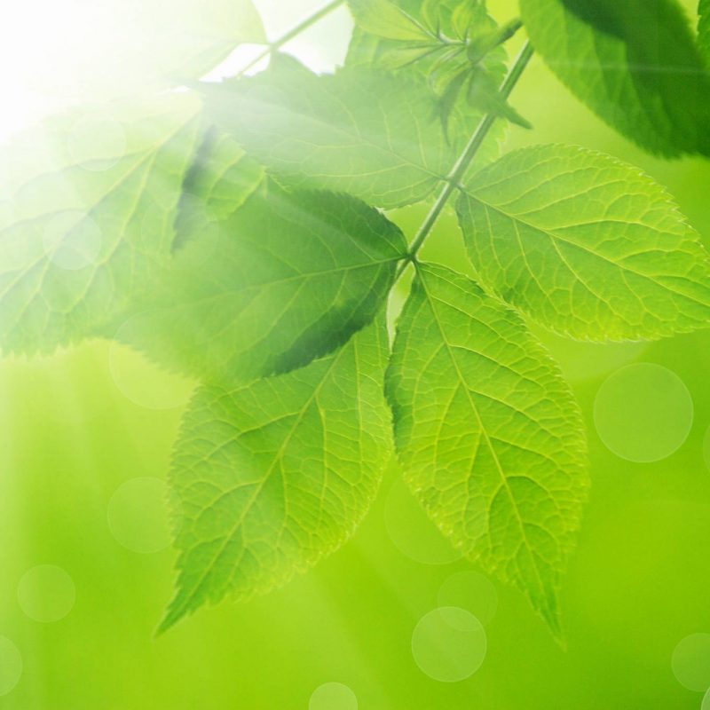 Green,Leaves,On,The,Green,Backgrounds