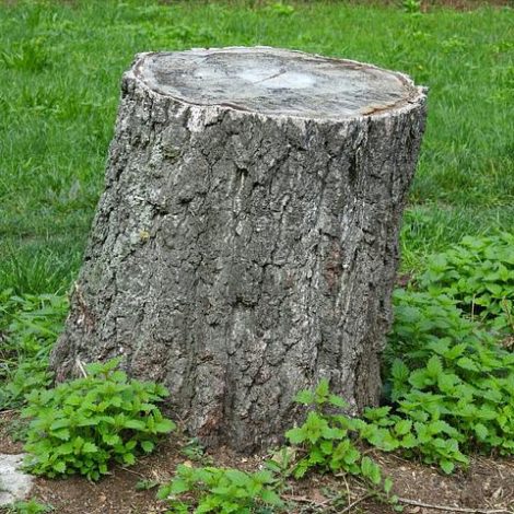 tree stump 1